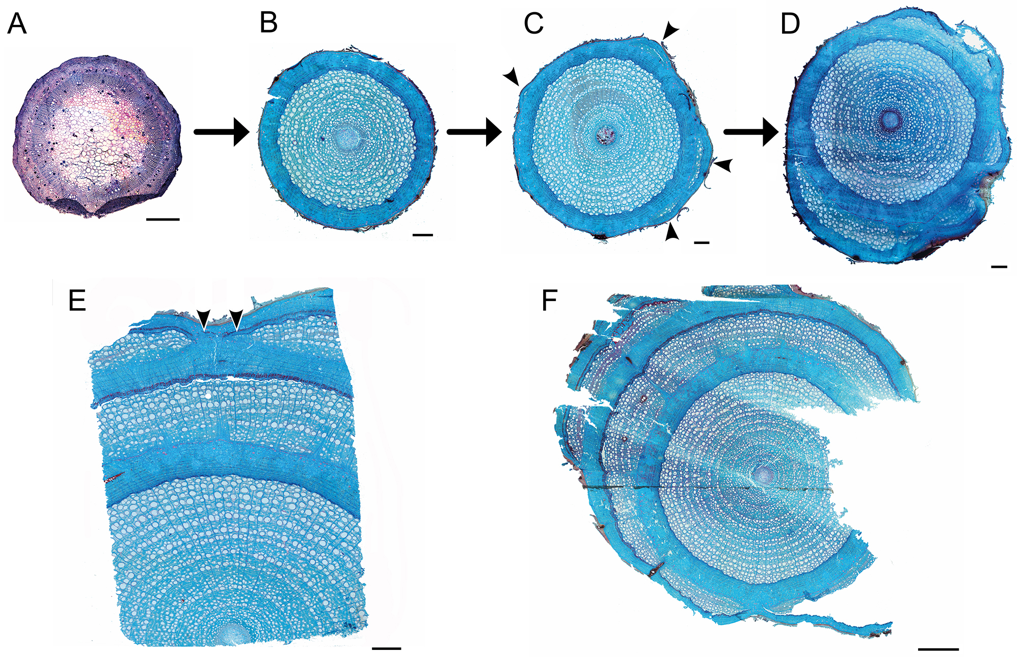Adapted from Fig. 2 of Nejapa et al. (2021). Transverse sections of the ontogeny of *Wisteria sinensis* stems. From the onset of secondary growth (A) to stems with two successive cambia (E and F).
