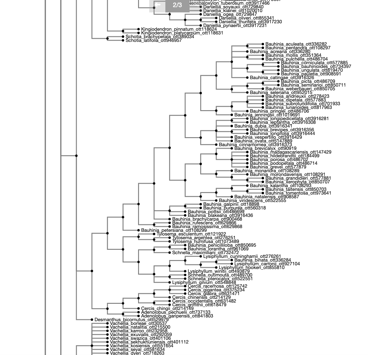 Section of the 4,835 terminal Legume OToL (v. Dec 2019; phylogenies only), rendered on phylo.io